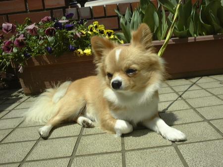 Notre chiwawa !!